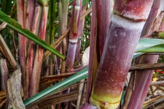 Doce amargo: relatório da CONAB expõe impactos climáticos na safra de cana 2024/25