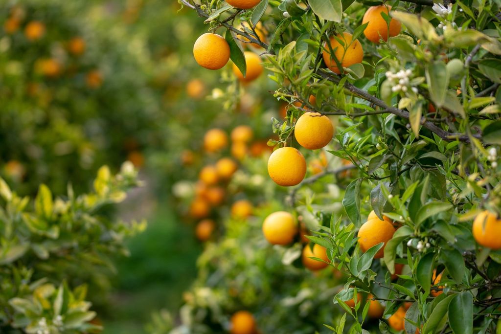 Citros, laranja, limão Citros, laranja, limão