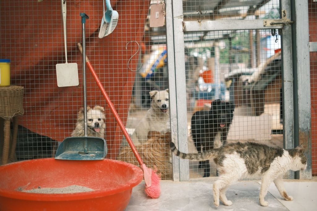 Perros y gatos de refugio