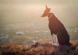 Dogs - our friends for over 11 millenia, now sniffing coronavirus