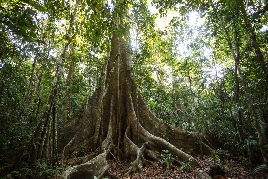 bosques, clima bosques, clima