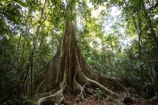 Dominantes y raros: cómo el clima influye en los árboles de los bosques del mundo