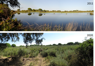 Doñana en estado crítico: sus lagunas se secan