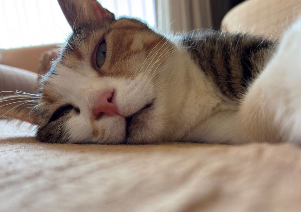 gato2 El descanso durante el invierno puede influir más de lo esperado en la salud y el comportamiento de los gatos domésticos.