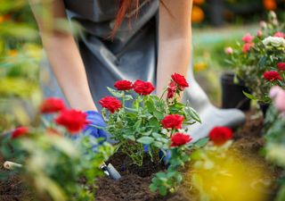 Dónde no debes plantar rosas: los expertos recomiendan evitar estos 7 lugares