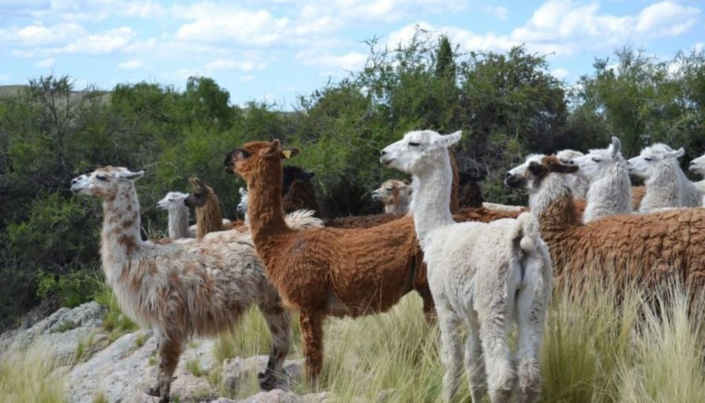 Reserva de llamas Antu Ruca