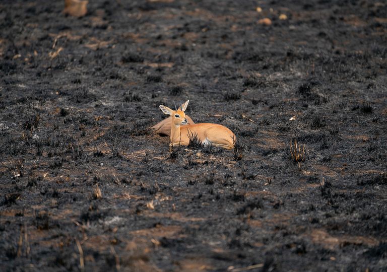 Hewan di hutan yang terbakar