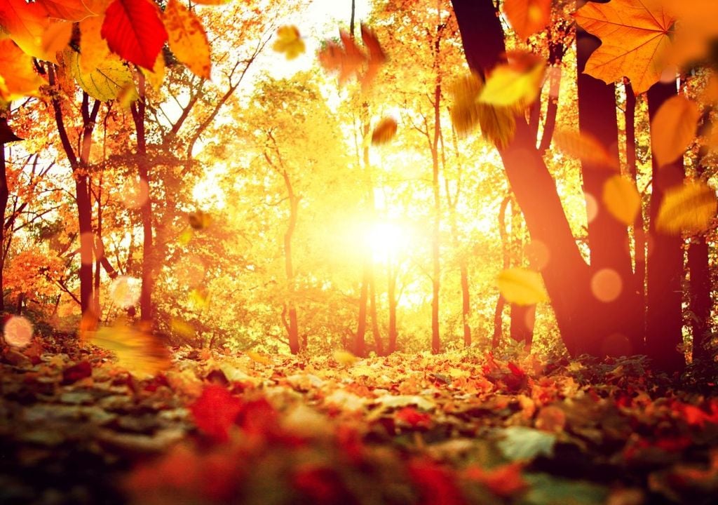 Goldener Oktober Herbst Sonne warm Mit etwas Glück könnte sich der Oktober in den nächsten Wochen auch das ein oder andere Mal von seiner goldenen Seite zeigen