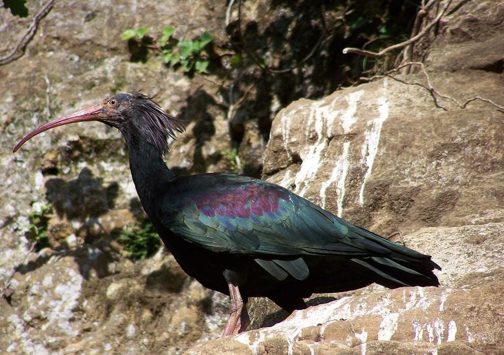 ibis hermit