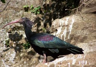 Dopo 400 anni in Italia nasce un pulcino di Ibis eremita in natura, si tratta di un evento straordinario