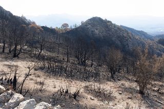 Dopo l'incendio rinasce la speranza: gli esperti spiegano come rinasce la vegetazione distrutta dalle fiamme
