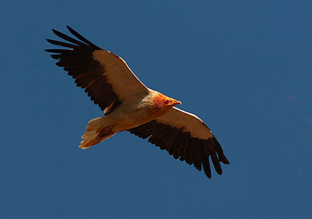 Capovaccaio in volo. Capovaccaio in volo.