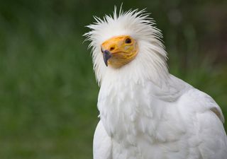 Dopo oltre mezzo secolo l'avvoltoio degli Egizi torna a nidificare in Sicilia fra lo stupore degli scienziati