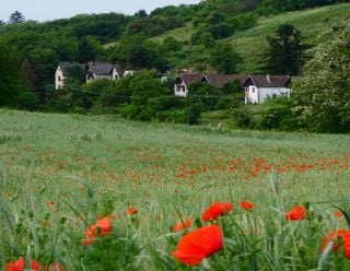 Dorfleben: Darum sind ländliche Siedlungen für Lebensqualität und Artenvielfalt wichtig