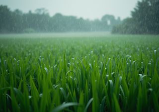 Dos días de lluvias en la zona núcleo: ¿reservas aseguradas o cultivos en peligro?