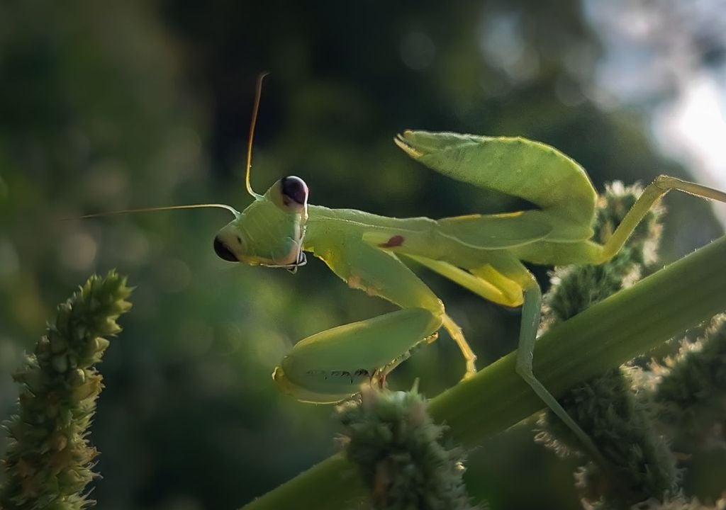 Se ha confirmado la llegada de dos mantis asiáticas de gran tamaño, la Tenodera sinensis y la Hierodula patellifera