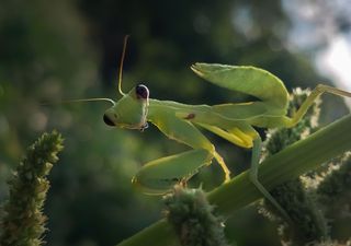 Alertan de la llegada de dos especies de mantis asi&aacute;ticas gigantes a Espa&ntilde;a: los posibles impactos en la fauna aut&oacute;ctona