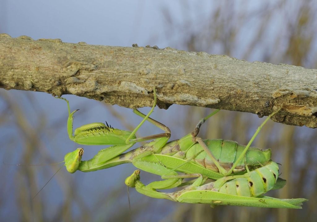 Los huevos de mantis pueden pasar inadvertidos y eclosionar meses después