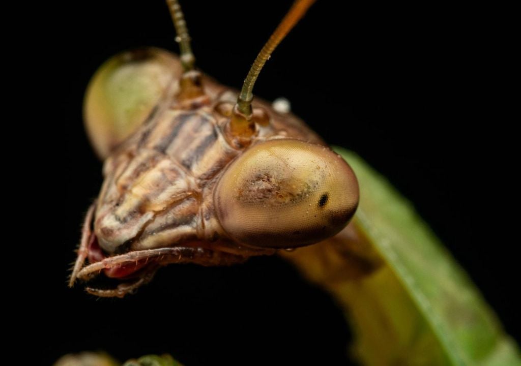 En España, el catálogo de especies invasoras incluye desde insectos hasta mamíferos y reptiles