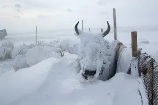 Dos millones de animales muertos debido al tiempo invernal extremo que está azotando a Mongolia