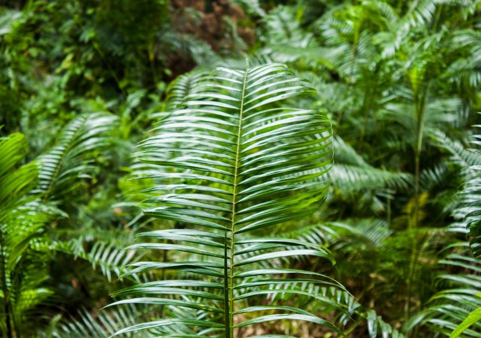 Dos minúsculos granos de polen revelan el misterioso origen de los bosques tropicales asiáticos Palmera ratán
