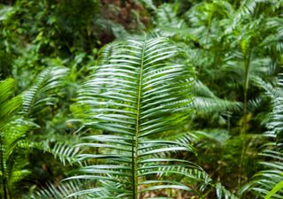 Dos minúsculos granos de polen revelan el misterioso origen de los bosques tropicales asiáticos