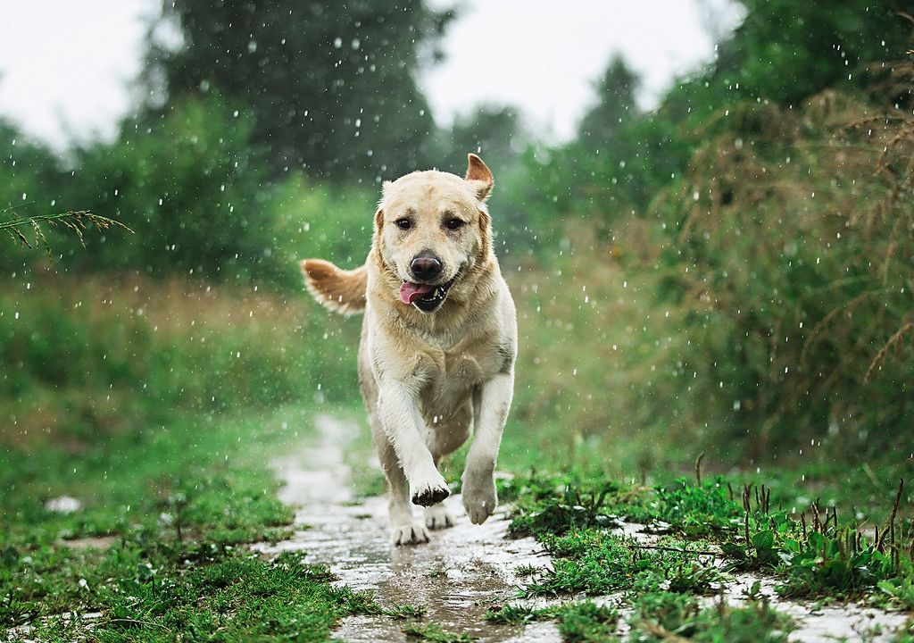 perro corriendo bajo la lluvia