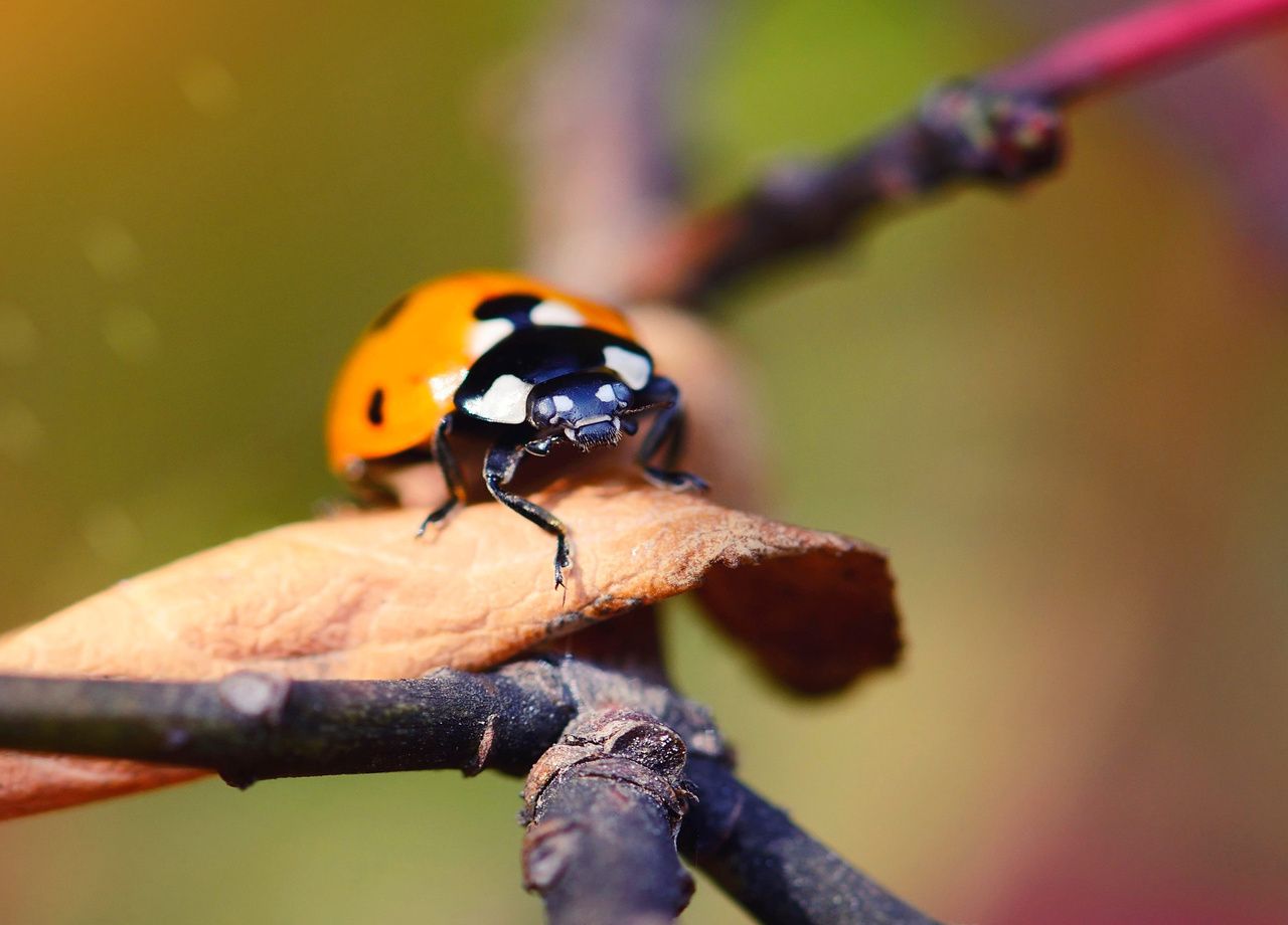 Douceur r coltes tardives et invasion de coccinelles asiatiques