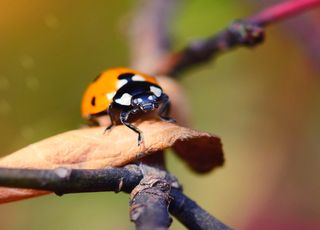 Douceur : récoltes tardives et invasion de coccinelles asiatiques