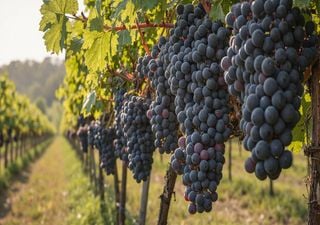 Douro ameaçado pelos stocks de vinho. Empresas de vinho do Porto querem colheita em verde e nova destilação de crise