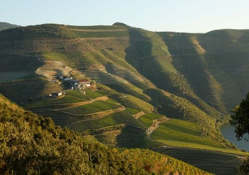 Douro n&atilde;o &eacute; s&oacute; vinho: prepare-se para conhecer a nova rota tur&iacute;stica do azeite em 2026