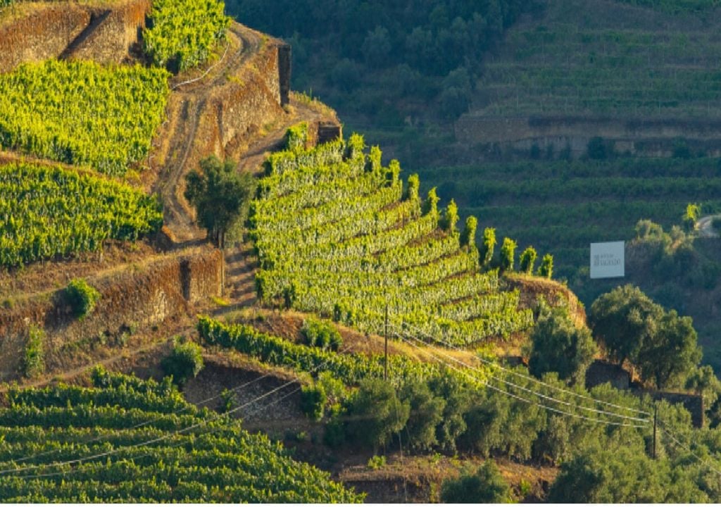 vinhas e olival na região do Douro