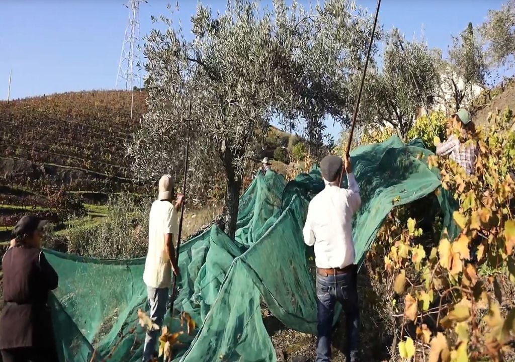 Apanha manual da azeitona