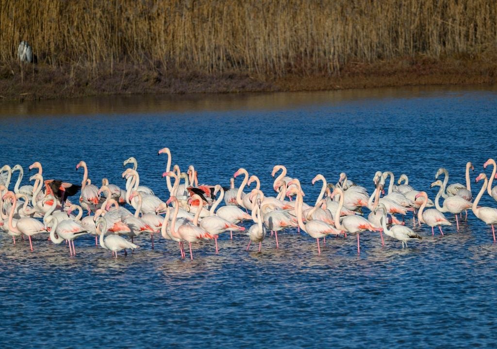 Fenicotteri rosa in Italia Fenicotteri rosa in Italia