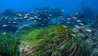 Dove andare d'estate per nuotare tra i boschetti di posidonia senza danneggiare questo fragile ecosistema