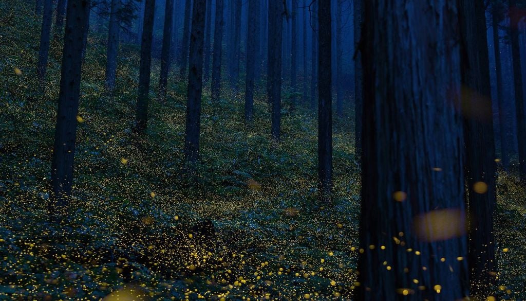Dove vedere lucciole 2026 Le lucciole tra le piante del sottobosco