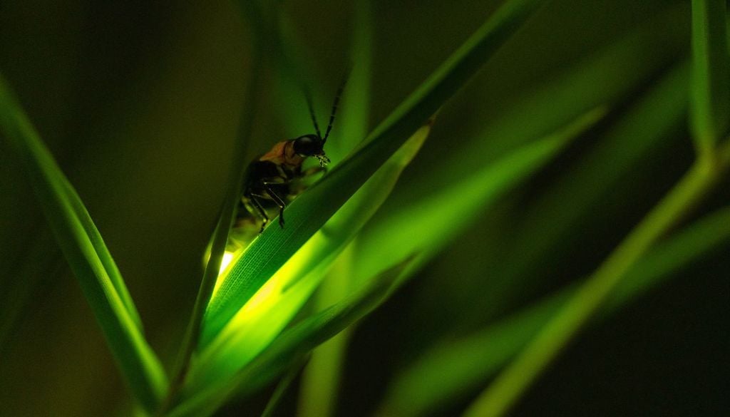 vedere lucciole 2026 Le lucciole sono dotate di enzimi che emettono luce grazie a una reazione chimica
