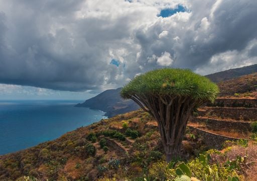 Dracaena draco, el &aacute;rbol que &ldquo;sangra&rdquo; savia roja y simboliza la resistencia en Canarias