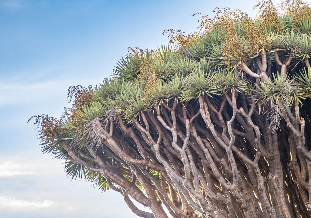 Detalle de las ramas geométricas y hojas puntiagudas de un drago (Dracaena draco).