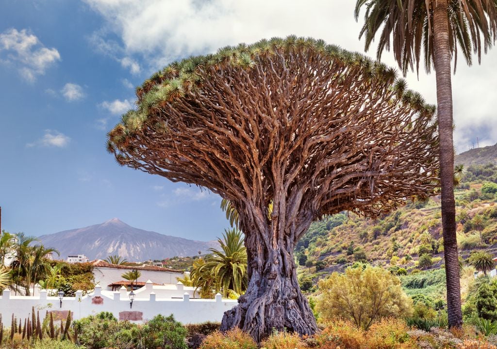 Drago Milenario de Icod de los Vinos, en Tenerife, un símbolo de las Islas Canarias. Al fondo el Teide.
