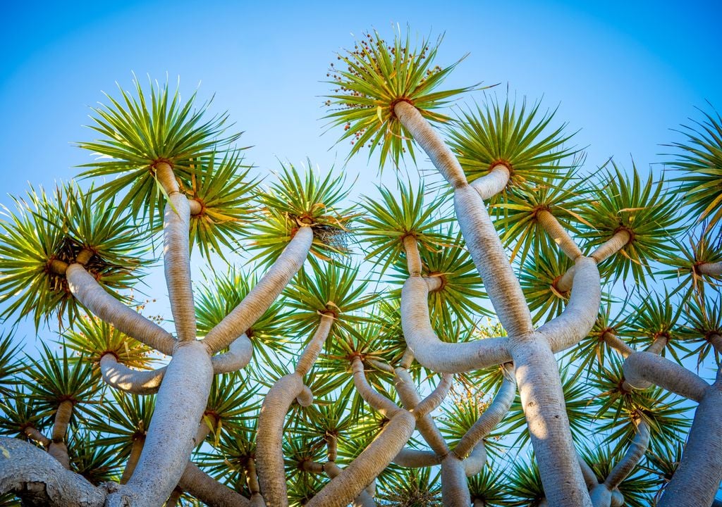 Al carecer de anillos, el análisis de su ramificación es el modo de estimar la edad de los ejemplares de drago.