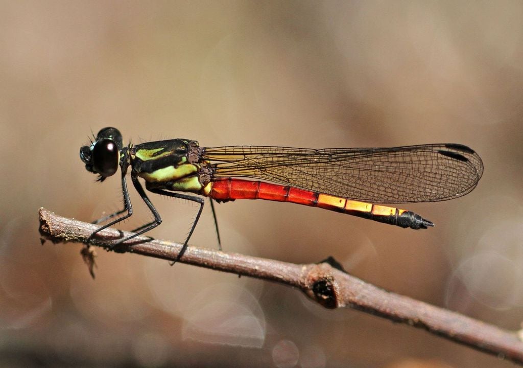 16% of dragonflies worldwide are threatened with extinction