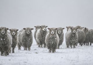 El drama de los productores patagónicos: en Santa Cruz la nieve les impide comer a las ovejas y hay temor de mortandad