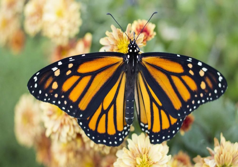 Insectos disminución cambio climático contaminación urbanización Insectos disminución cambio climático contaminación urbanización