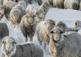 Dramática situación en Santa Cruz: nevadas extraordinarias ponen en serio riesgo la vida de millones de animales