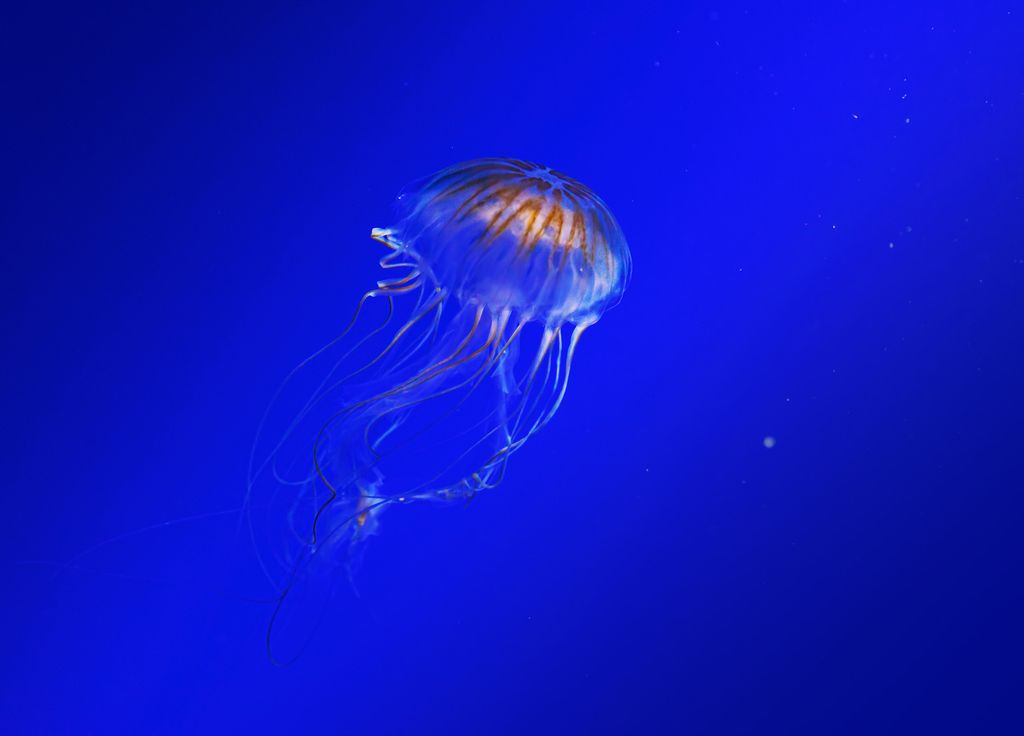 medusa a nadar no oceano