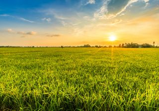 Weather for the UK this week: summer set to start on a high as heat builds