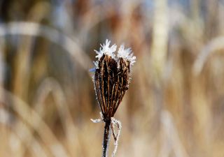 Du printemps à l’hiver : retour des gelées pour le week-end !