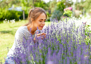 Du solltest Lavendel niemals an diesen Stellen in deinem Garten pflanzen, sagen Gartenexperten.