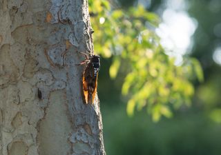 Duas ninhadas de cigarras surgirão ao mesmo tempo este ano, a primeira vez desde 1803